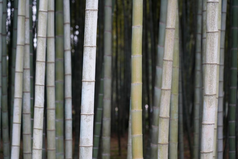 Bamboo Handbag